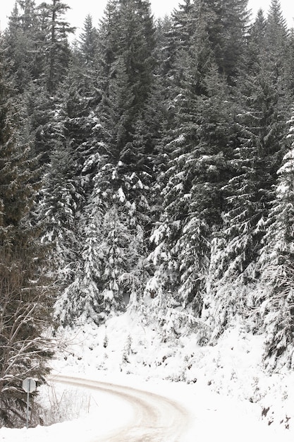 Camino forestal congelado y pinos con nieve