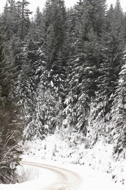 Camino forestal congelado y pinos con nieve