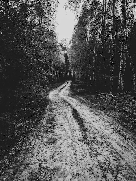 camino forestal fangoso rodeado de altos árboles en blanco y negro