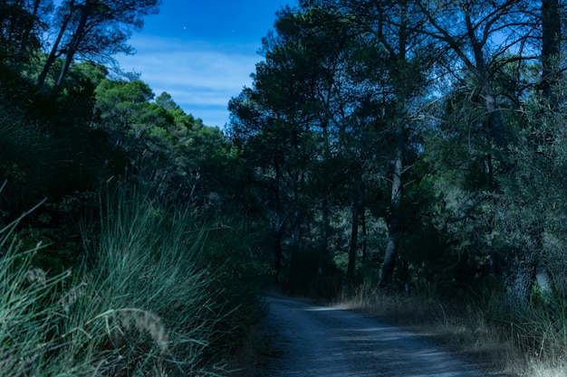 Camino forestal de larga exposición en la noche