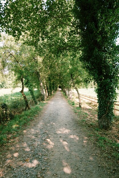 Camino forestal con luz entre los árboles.