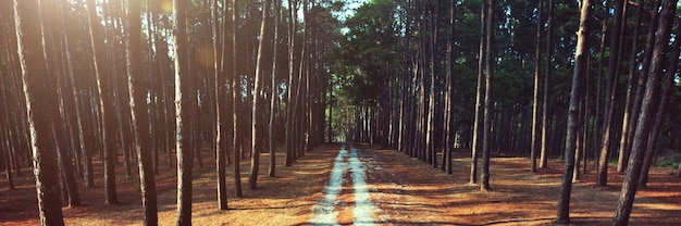 Foto gratuita camino forrest camino rural concepto de naturaleza