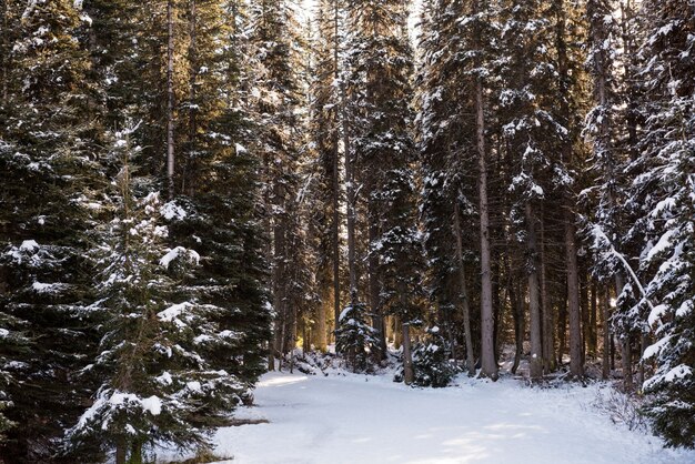 Camino helado entre hileras de árboles nevados
