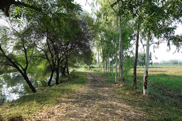 Camino de hojas secas entre árboles