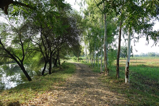 Camino de hojas secas entre árboles