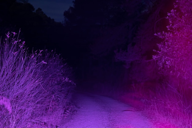 Camino iluminado de noche