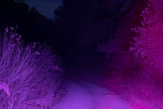 Camino iluminado de noche