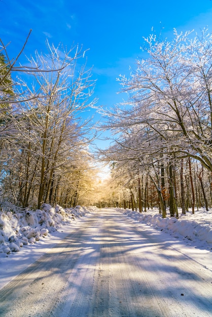 Foto gratuita camino en invierno, japón