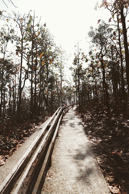 Foto gratuita camino jardín día camino árboles zonas montañosas