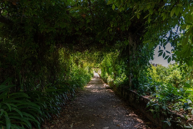 Camino en un jardín rodeado de vegetación bajo la luz del sol en Tomar en Portugal