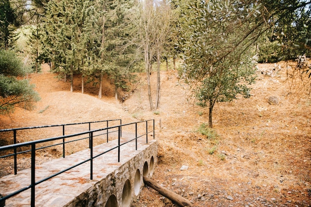 Camino de madera en bosque