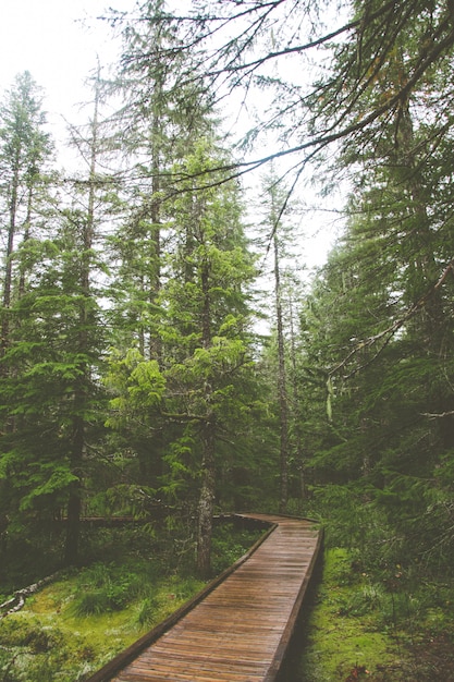 Camino de madera en medio del bosque