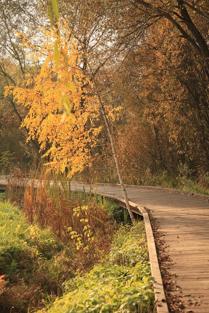 Camino de madera en un parque en otoño