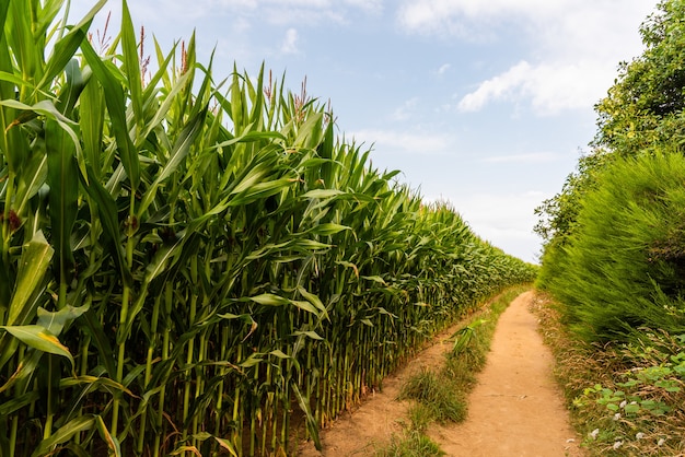 Camino en el maizal en el campo