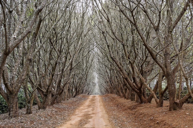 Camino en medio de árboles sin hojas