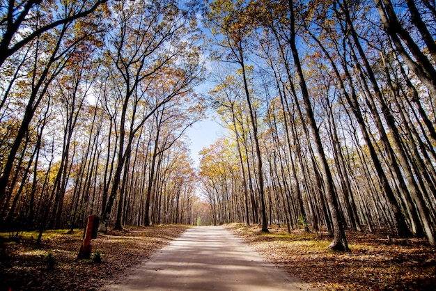 Camino en medio de un bosque con altos árboles sin hojas y un cielo azul de fondo
