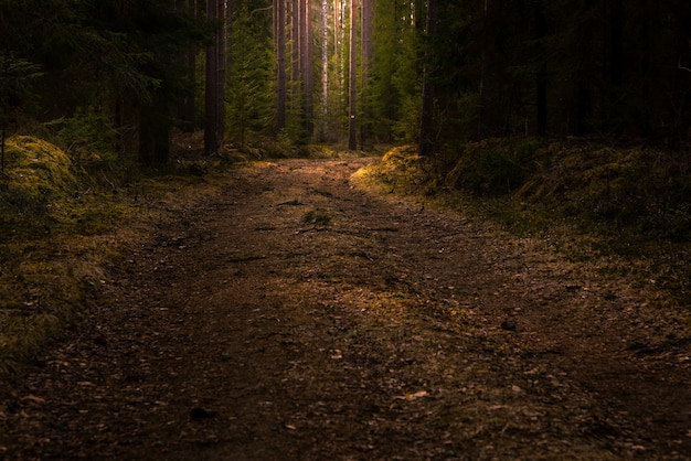 Camino en medio de un bosque con altos árboles verdes