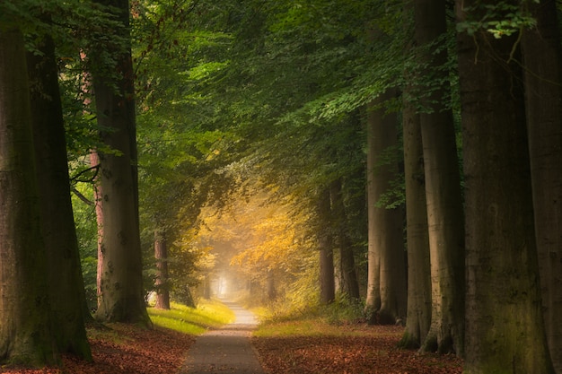 Camino en medio de un bosque con árboles grandes y verdes