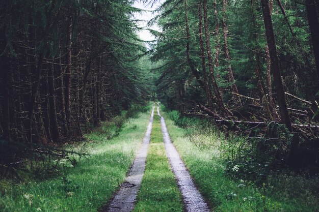 Camino en medio de un bosque lleno de diferentes tipos de plantas verdes.