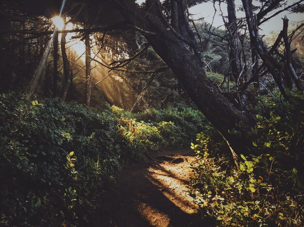 Camino en medio del bosque con el sol brillando a través de los árboles