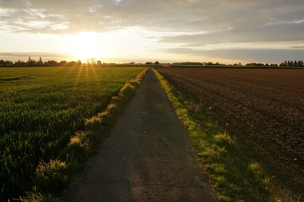 camino en medio de un campo de hierba bajo un cielo nublado