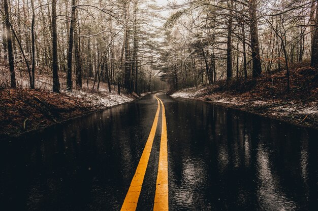 Foto gratuita camino mojado en el bosque