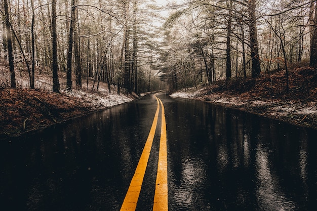 camino mojado en el bosque