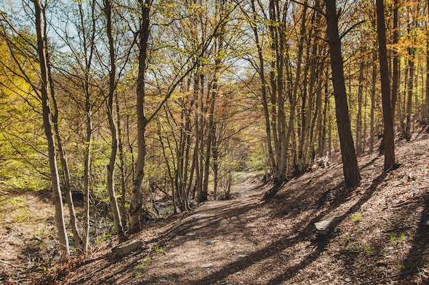 Camino montuoso en bosque