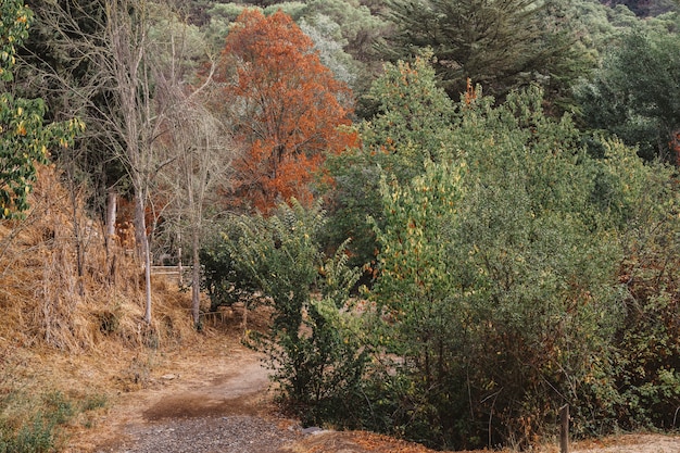 Camino en naturaleza en otoño