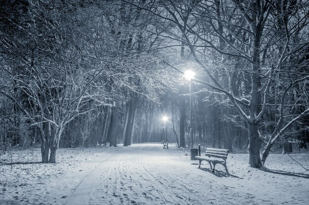 Camino nevado iluminado en un parque en una fría noche de invierno