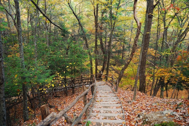 Camino del otoño