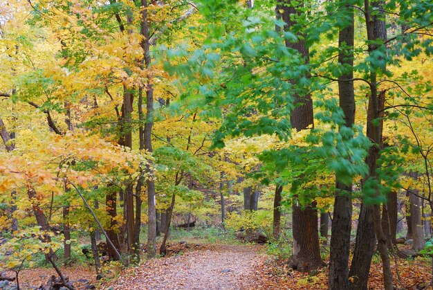 Camino del otoño