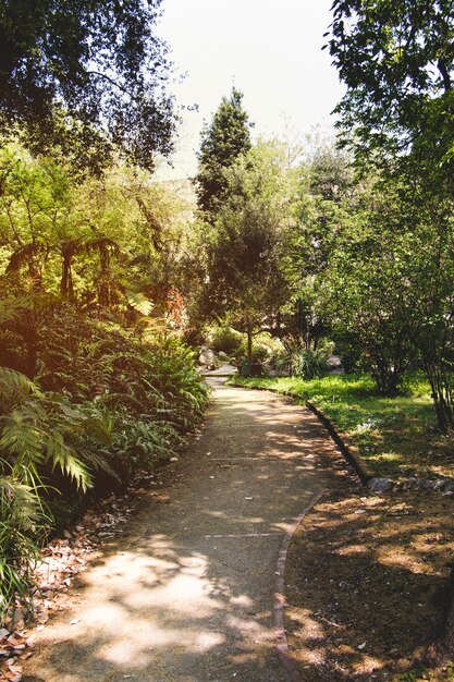 Camino del parque con árboles