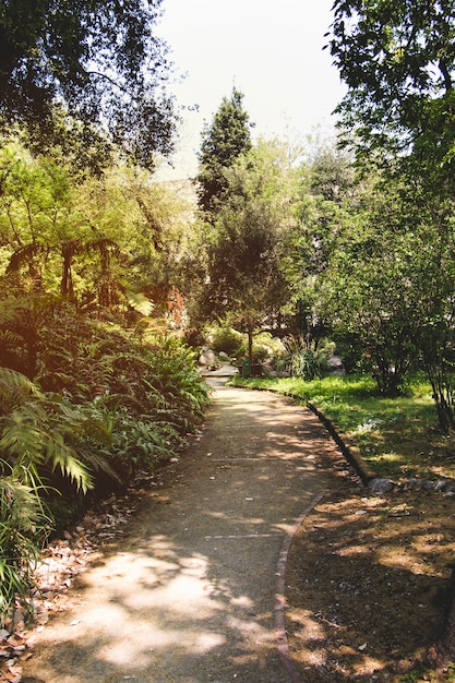 Camino del parque con árboles