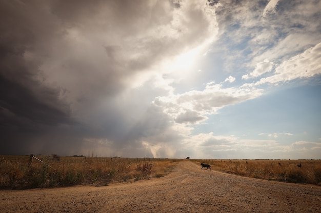 Camino con un perro rodeado de campos bajo un cielo nublado y la luz del sol