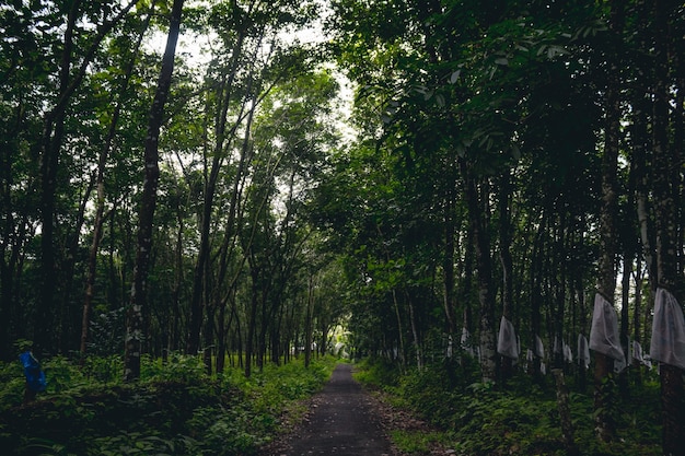 Camino a la plantación de árboles de caucho