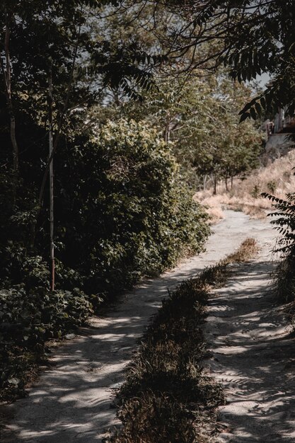 Camino que conduce a la ciudad a través del bosque. Foto de alta calidad