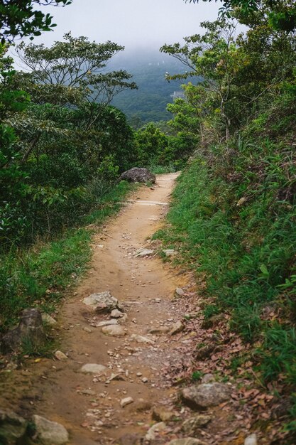 Un camino que conduce a las montañas verdes.