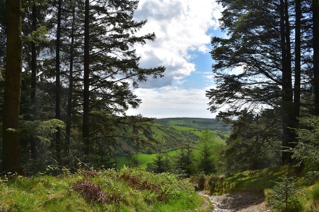 Camino rocoso que serpentea a través de los bosques en Inglaterra
