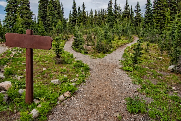 Camino rodeado de abetos