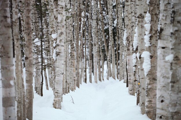 Camino rodeado de árboles cubiertos de nieve en Hokkaido en Japón