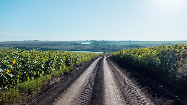 Camino rural con campos de girasoles.