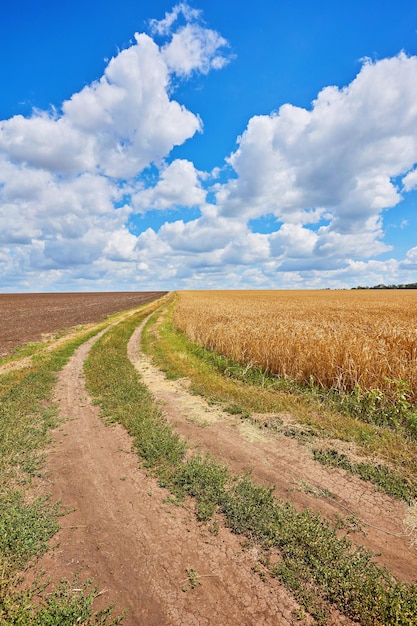 Camino rural a través de campos con trigo