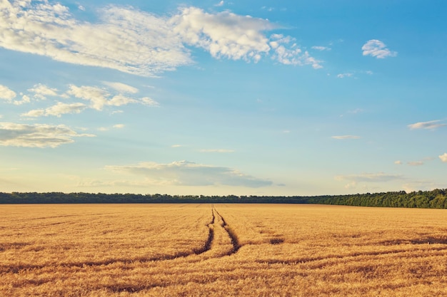 Camino rural a través de campos con trigo