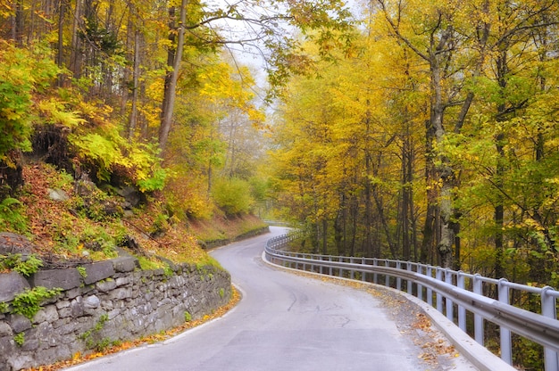 Camino sinuoso por el bosque