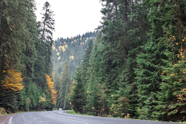 Camino sinuoso en una zona montañosa en un bosque de coníferas