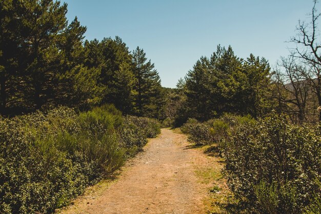 Camino soleado en el campo