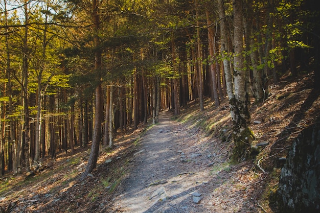 Camino sombreado montuoso