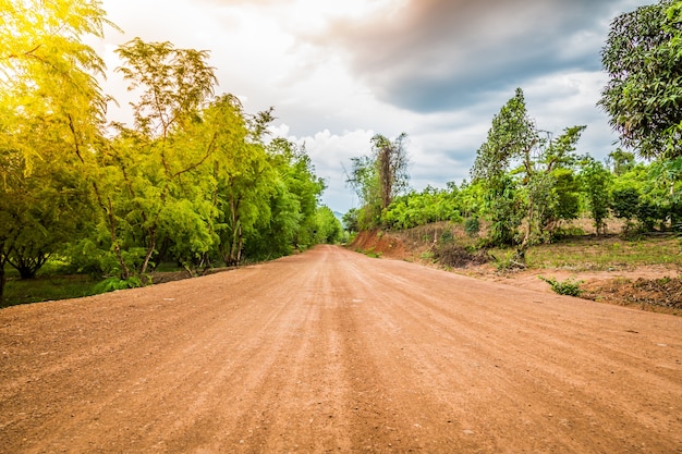 Camino de tierra en el bosque