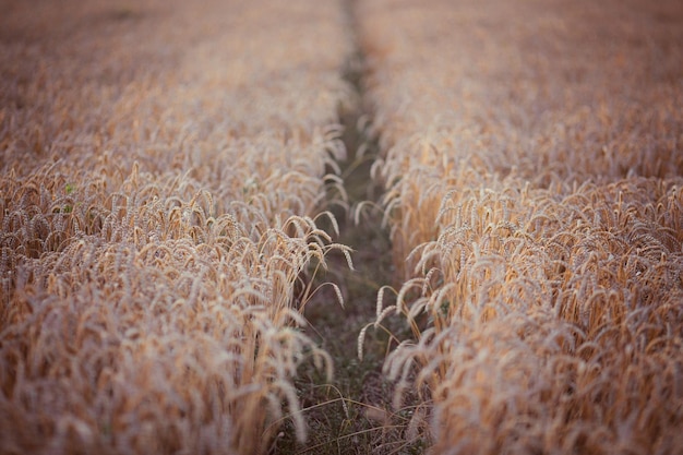 Camino de tierra en un campo de trigo